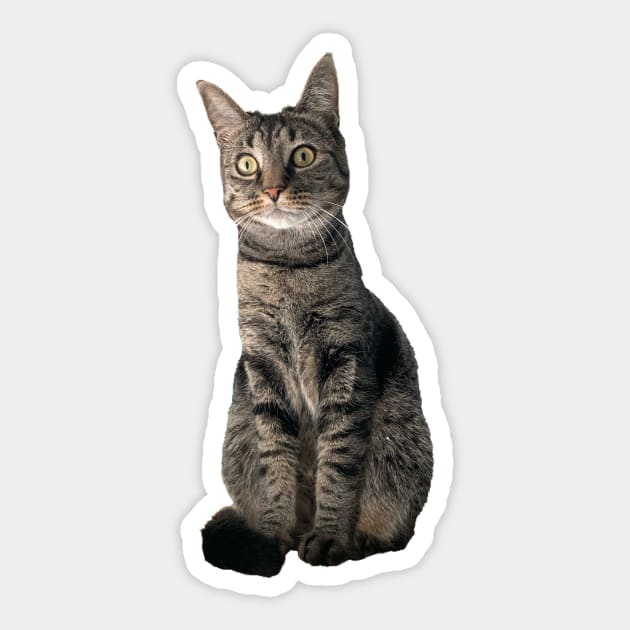 Kitty Sticker by Amanda1775